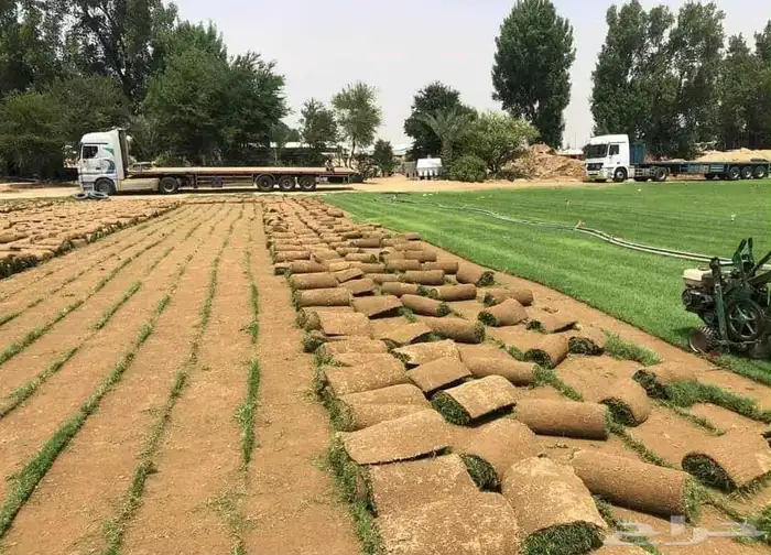 نجيل طبيعي 1