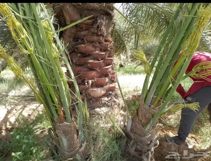 يوجد لدينا جميع انواع النخيل والتوصيل الا جميع أنحاء المملكة 8