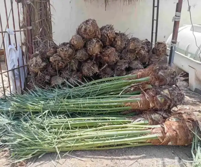 نخل ودي كبار برني وصقعي مجدول 8