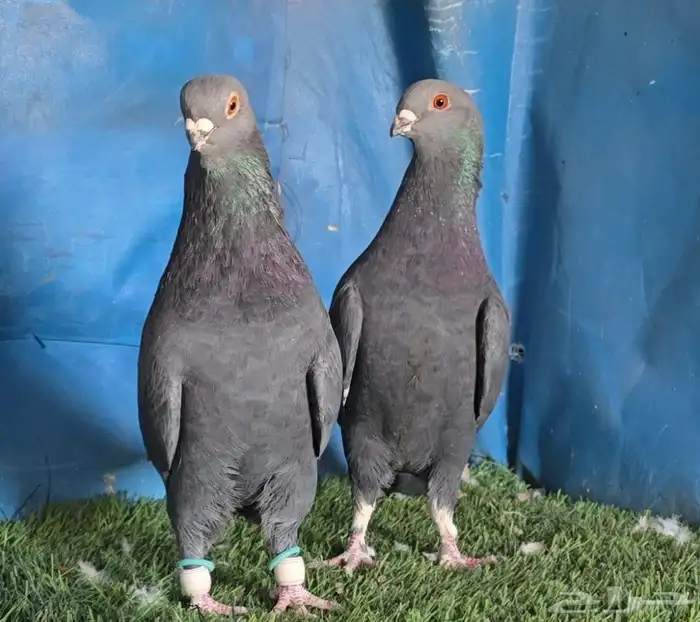 جوز بوز اسود بطل 1