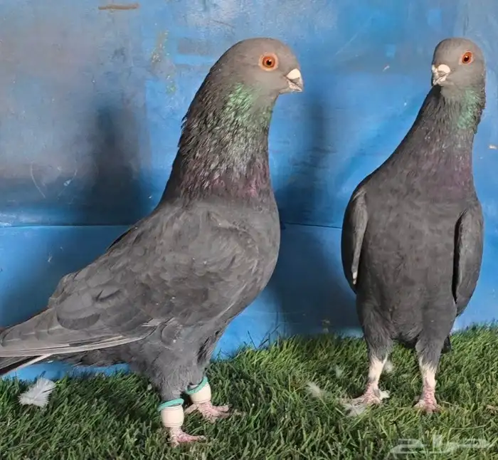 جوز بوز اسود بطل 4