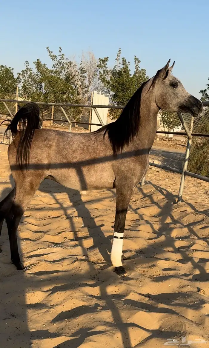 مهر واهو للبيع لأخر سوم 0