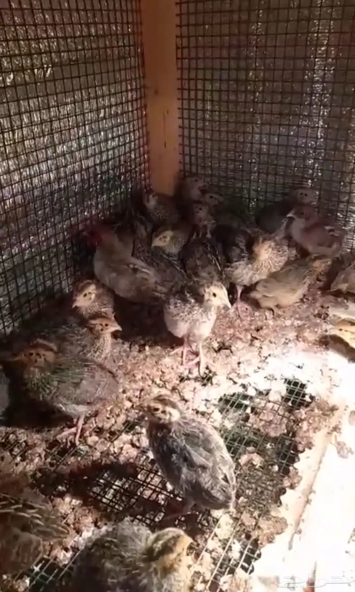 صوص سمان ياباني 1