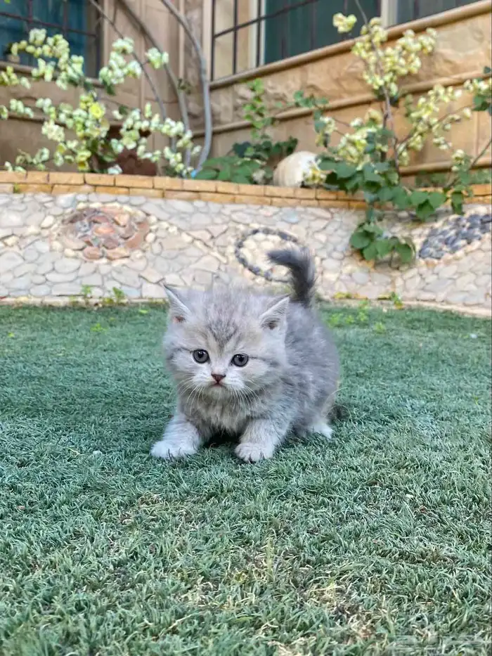 كيتن سكوتش فولد مطعمين مدربين للبيع ولايوجد تبني 38