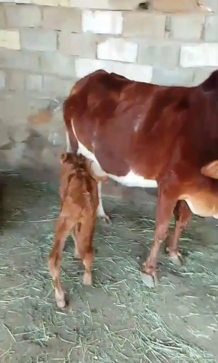 بقر للبيع مراح واحد العدد 16 الكبار 10 التبع 6 18