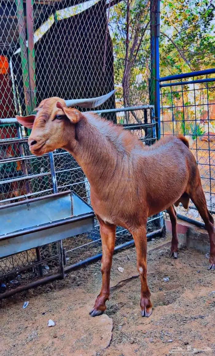 تيس جنوبي طيب ومنتج توه يربع 0