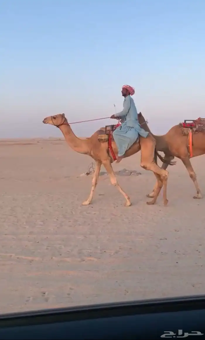 للبيع قليصه ممتاز هل الهجن 0