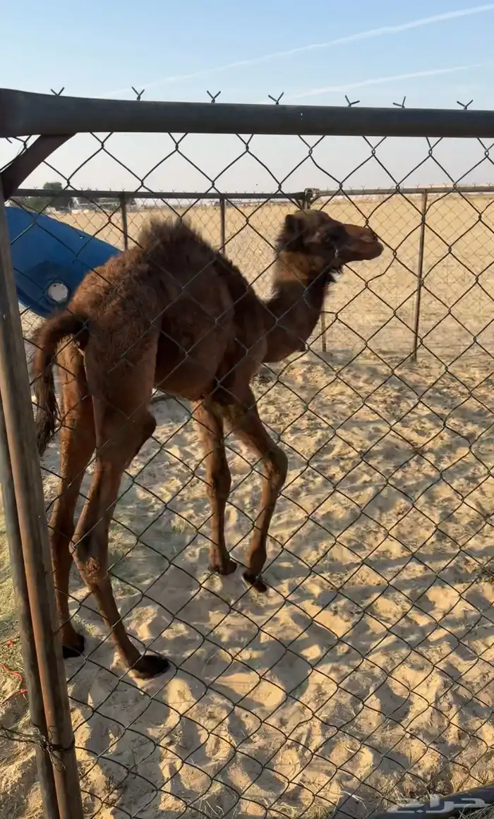 حوار مجهم ضيار(تم البيع) 0