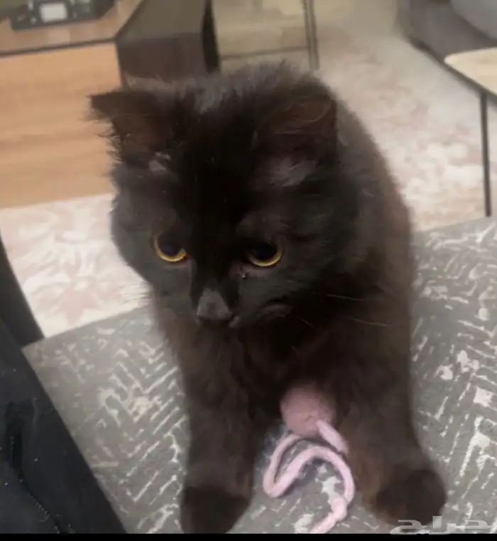 قط شيرازي اسود للتبني العمر سنتين وعليها 0