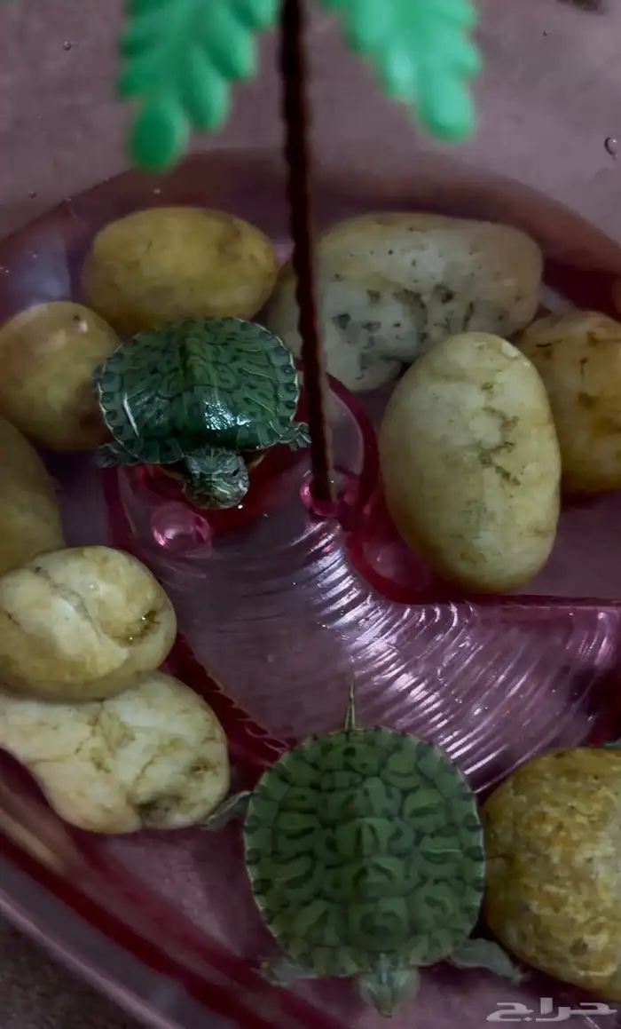 سلاحف برمائية صغيرة 0