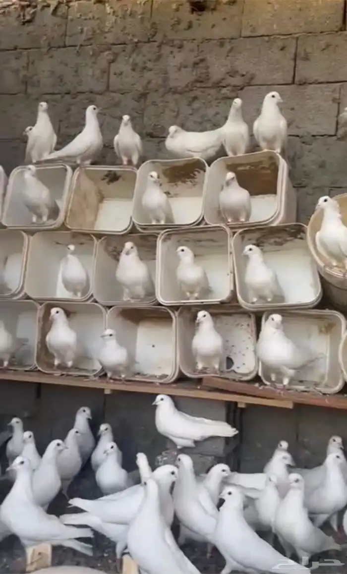السلام عليكم لبيع الحمام فرنسي جامبو عدد 50 جوز 0