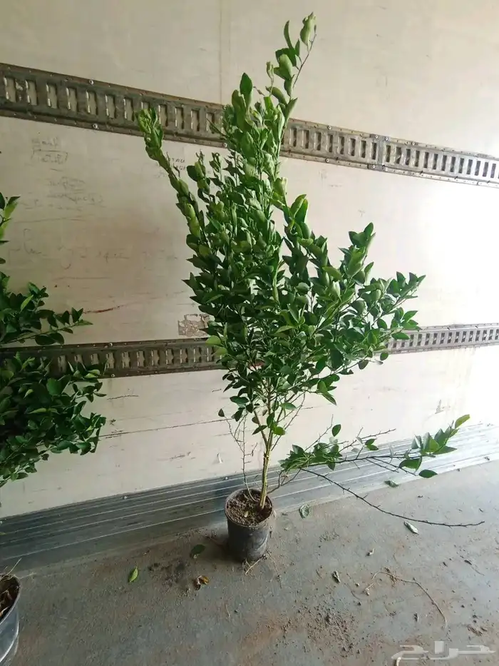 شتلات ليمون بن زهير با جملة 1