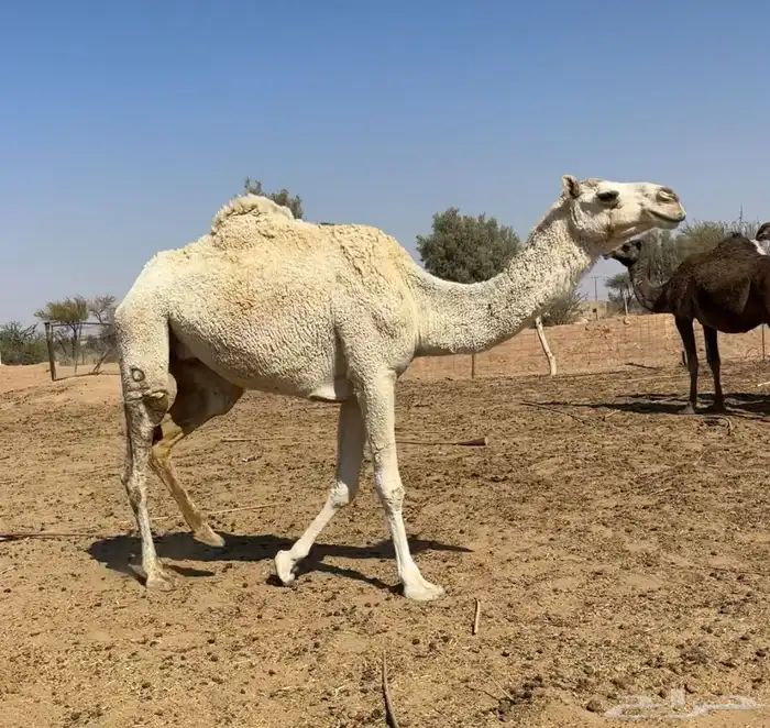 ضروبه طيبه 2