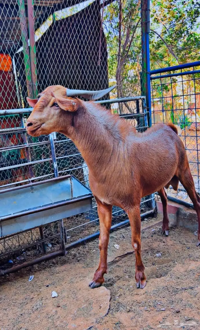 تيس جنوبي طيب ومنتج توه يربع 2