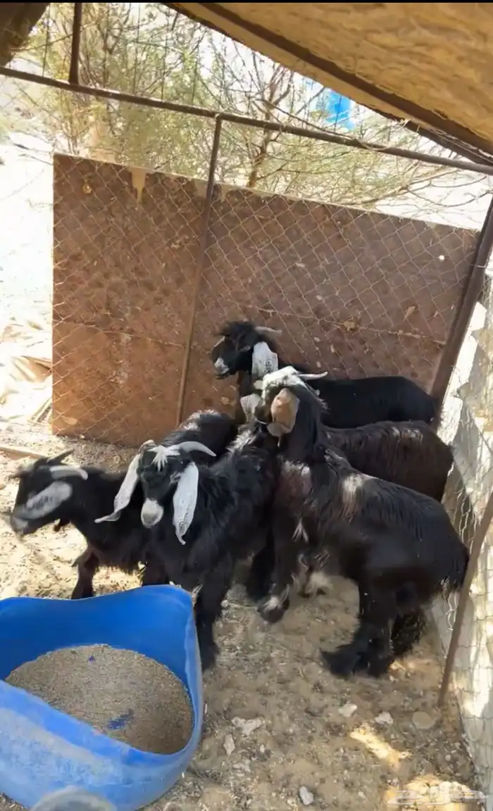 تم  الببييع 1