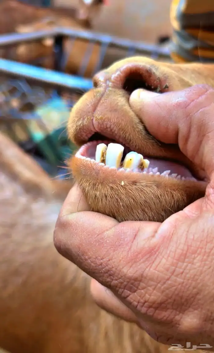 تيس جنوبي طيب ومنتج توه يربع 4