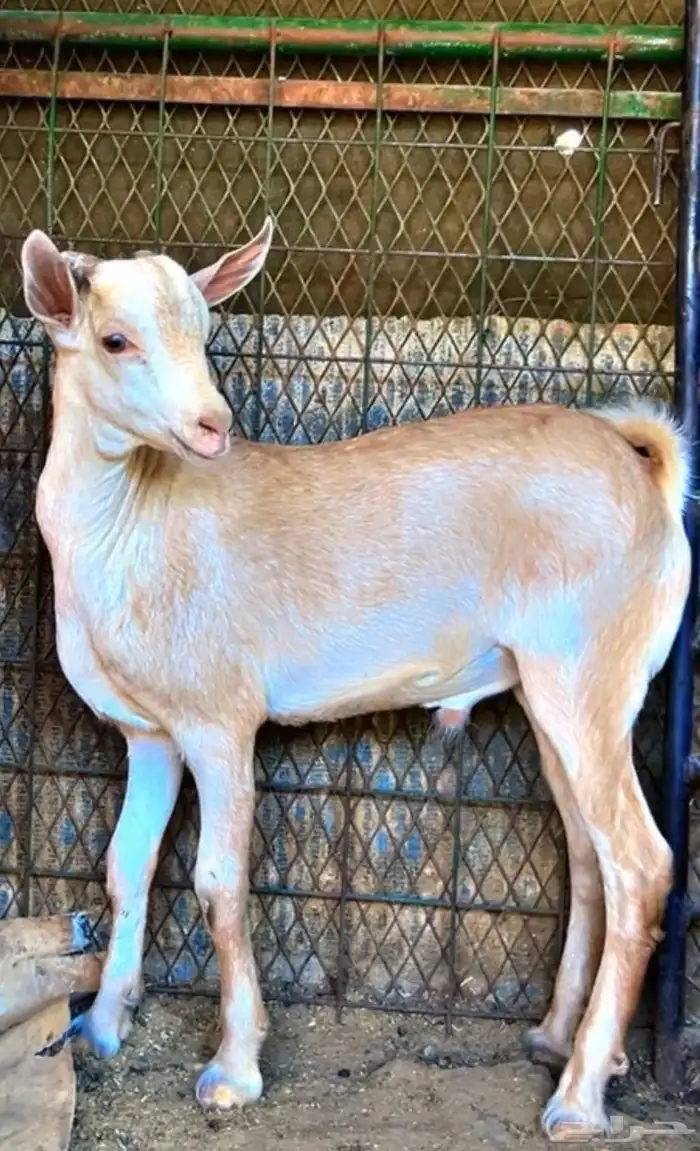 تيس جنوبي طيب العمر 4 شهور 0