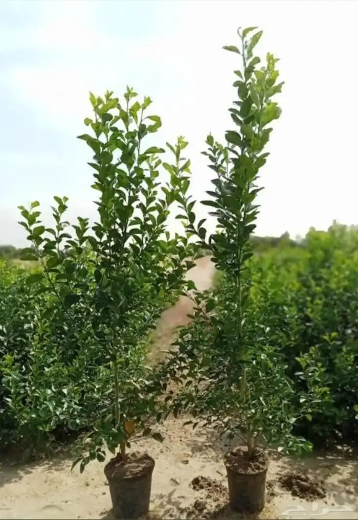 شتلات ليمون بن زهير با جملة 0