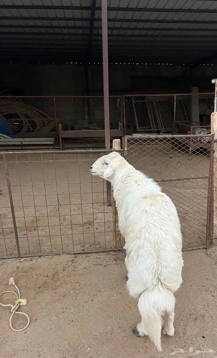 فحل ضان كفو 1