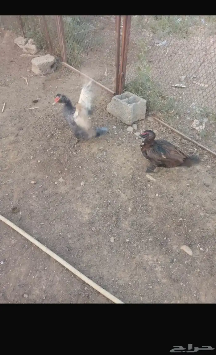 ما شاء الله زوج بط ممتاز جدا 1