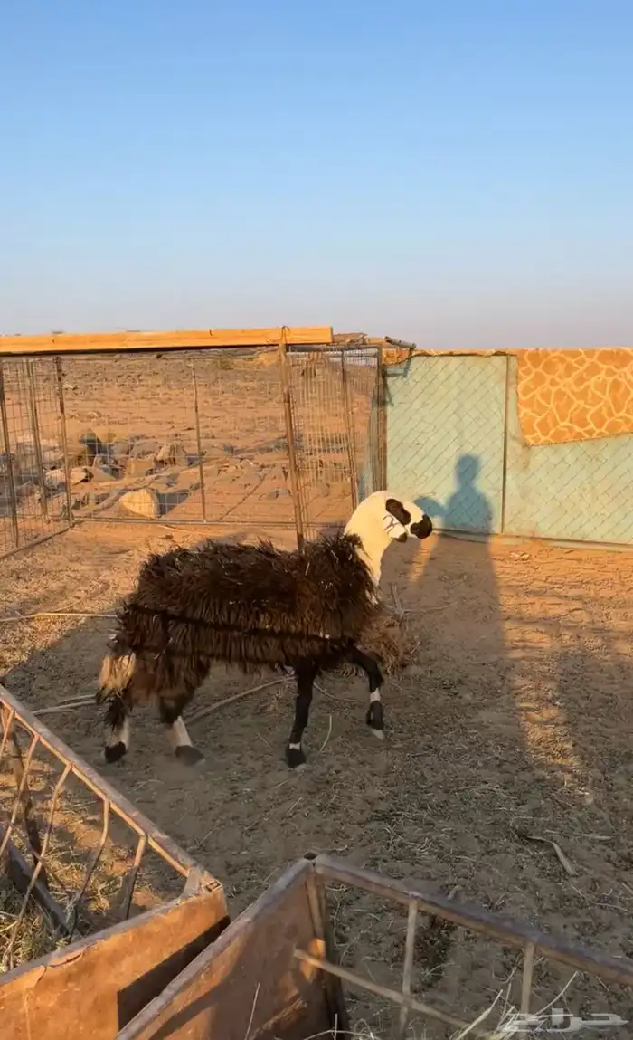 رخل ثنيه جبره 4