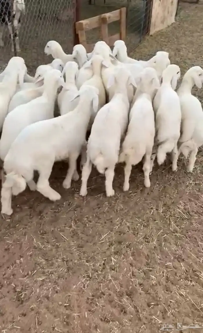 بهم تربيه طليان حري 0