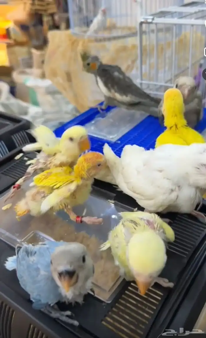 عصافير . قطط. حمام 1