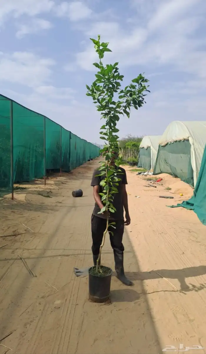 شتلات ليمون بن زهير با جملة 5