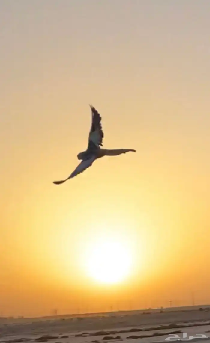 كروان اليف هدد خارجي 0