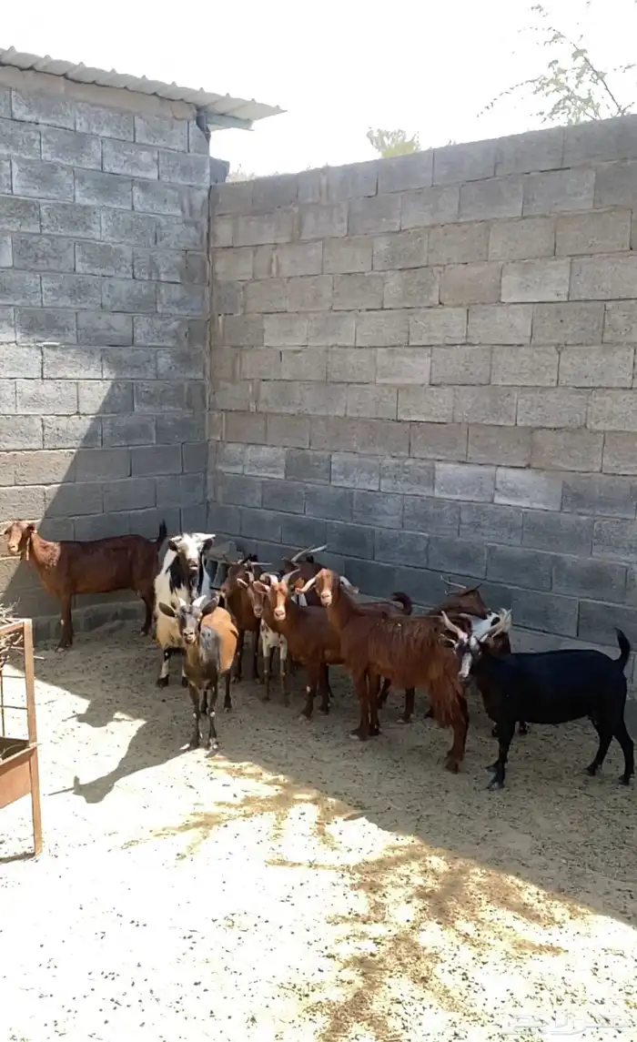 معزا للبيع 2