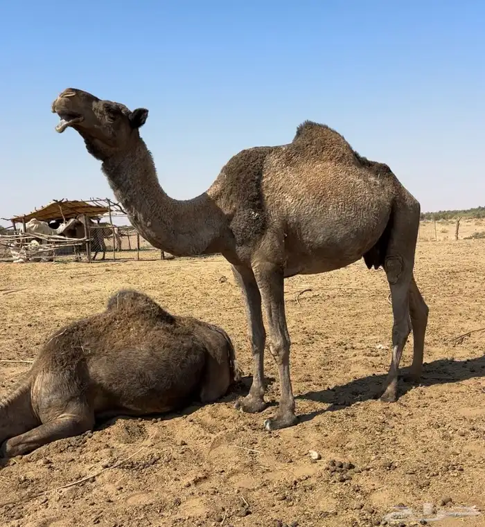 لقحه صفرا طيبه 2