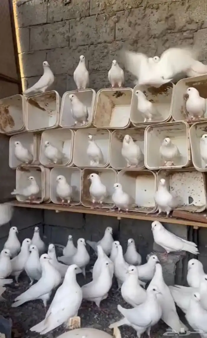 السلام عليكم لبيع الحمام فرنسي جامبو عدد 50 جوز 1