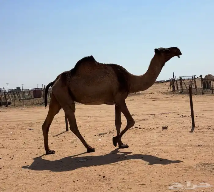 لقحه صفرا طيبه 3