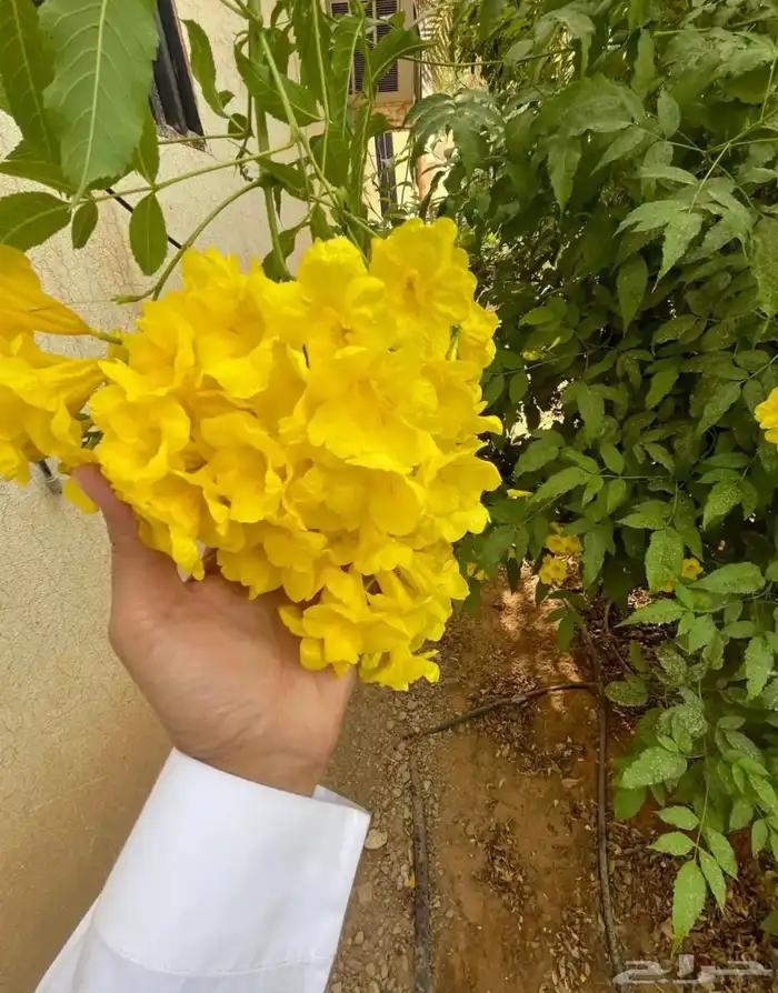 شتلات مشتل اشجار زينه 0