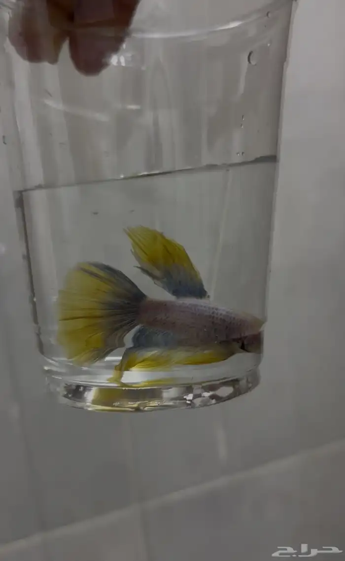 سمك فايتر سعر التفريد 8  الجمله 5 0