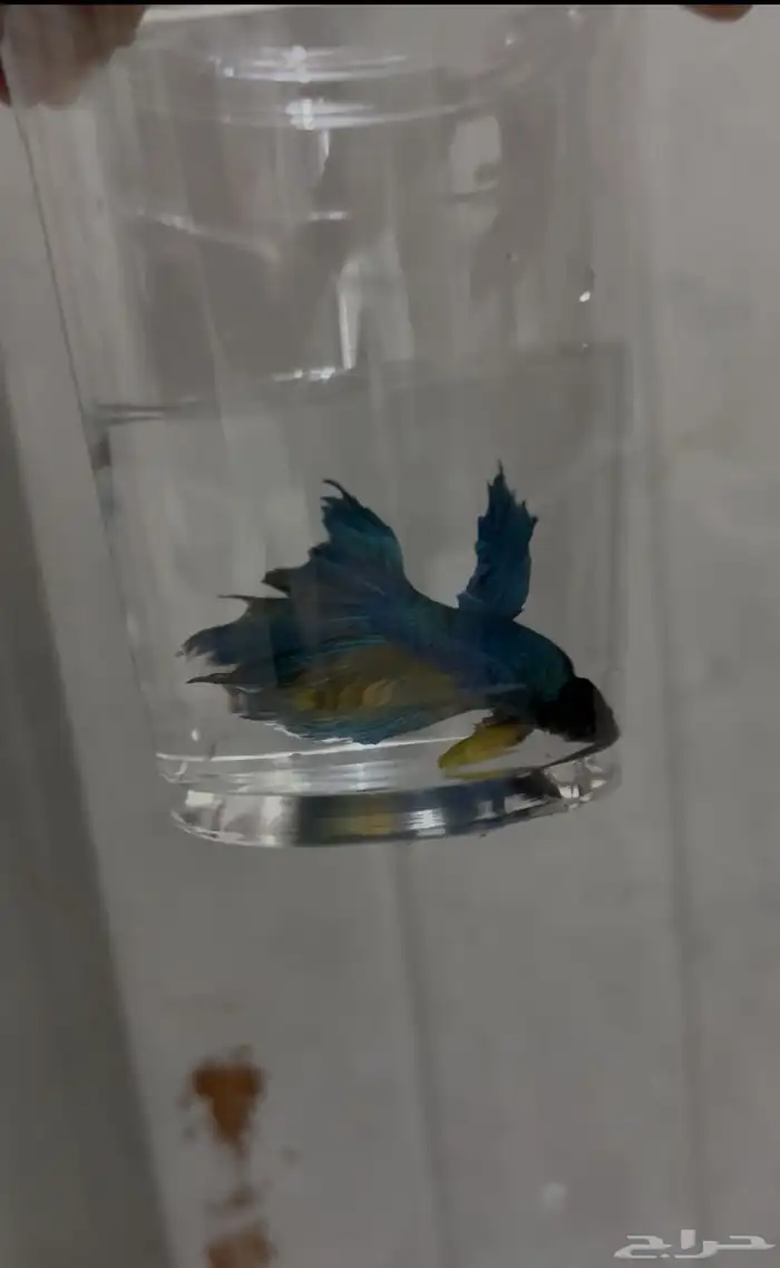 سمك فايتر سعر التفريد 8  الجمله 5 1