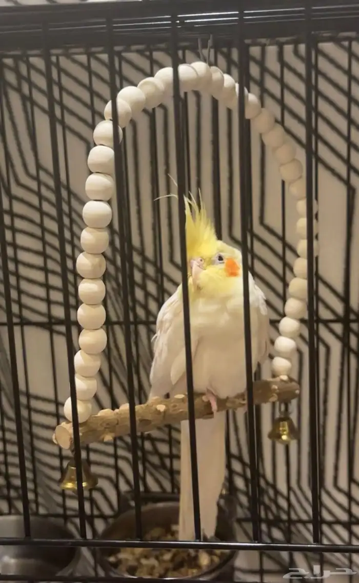 كروان لاتينو للبيع 1