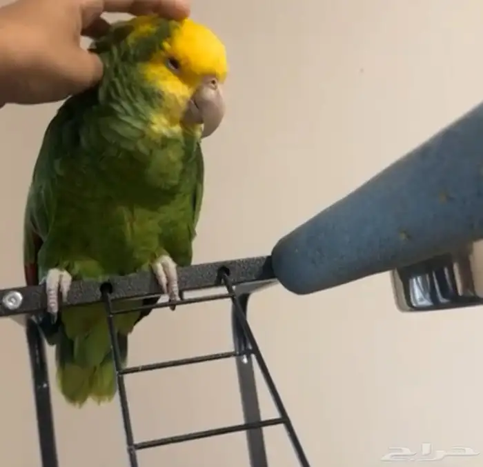 امروني دبل هد أليف ومتكلم انثاء الريش متكامل سوبر جانبو 0