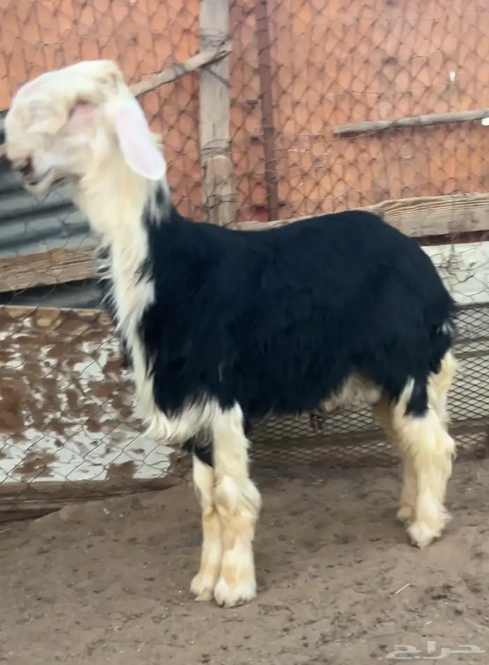 خروف نجدي فاخر مشروط النسف 1