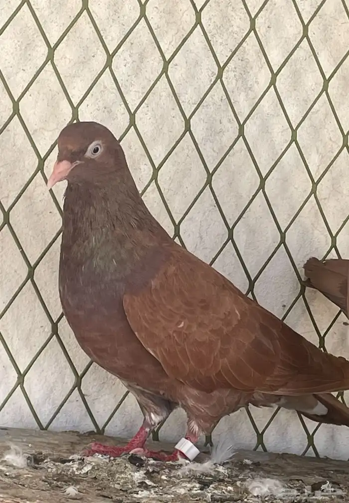 حمام مفقود 0