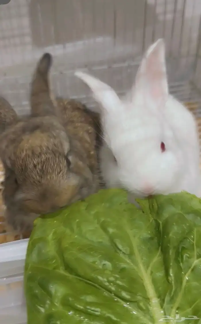 ارنب هولندي بكامل مستلزماته للبدل 2