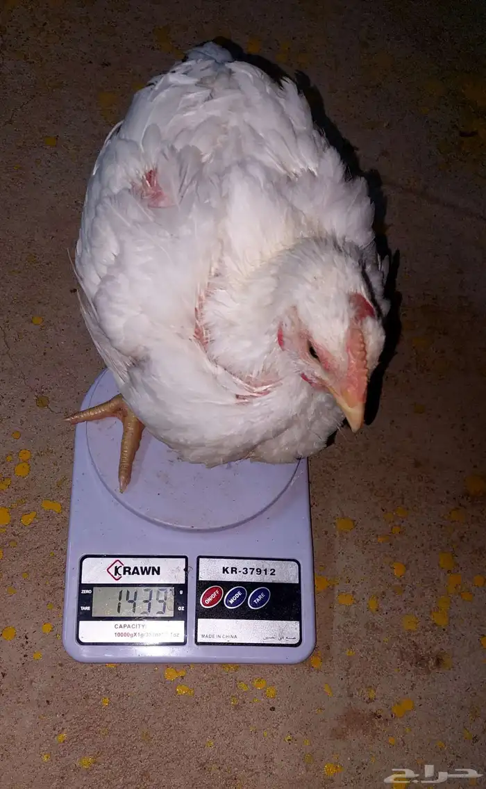 دجاج لاحم اوزان 2
