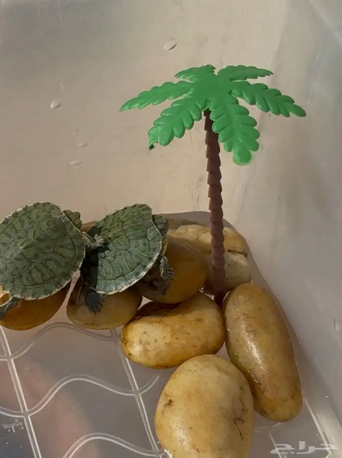 سلاحف برمائية صغيرة 1