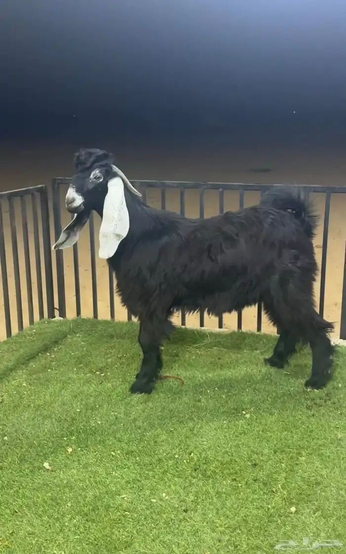 مشروع فحل عارضي 0