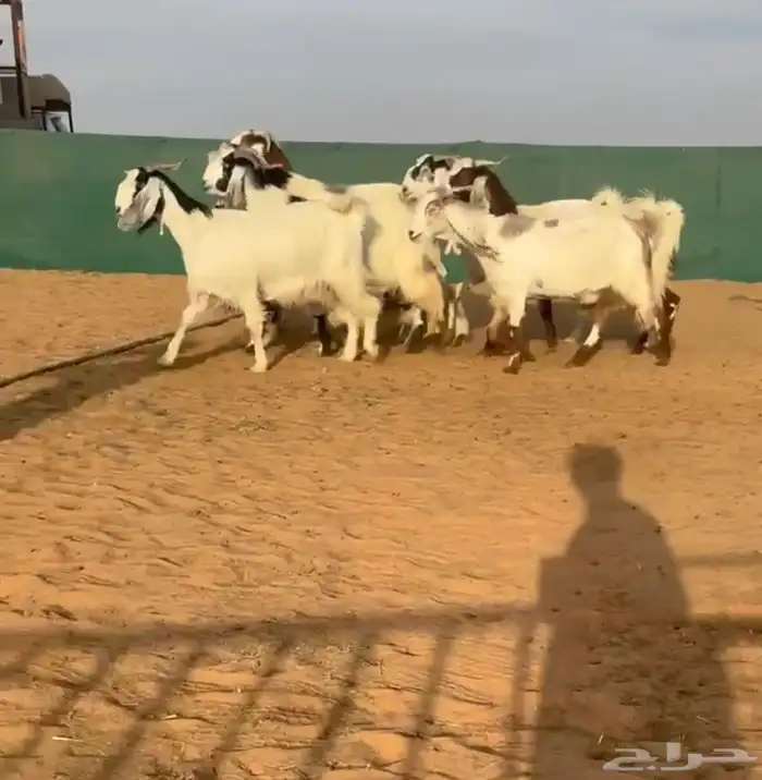 معزا مصريات تم البيع 0