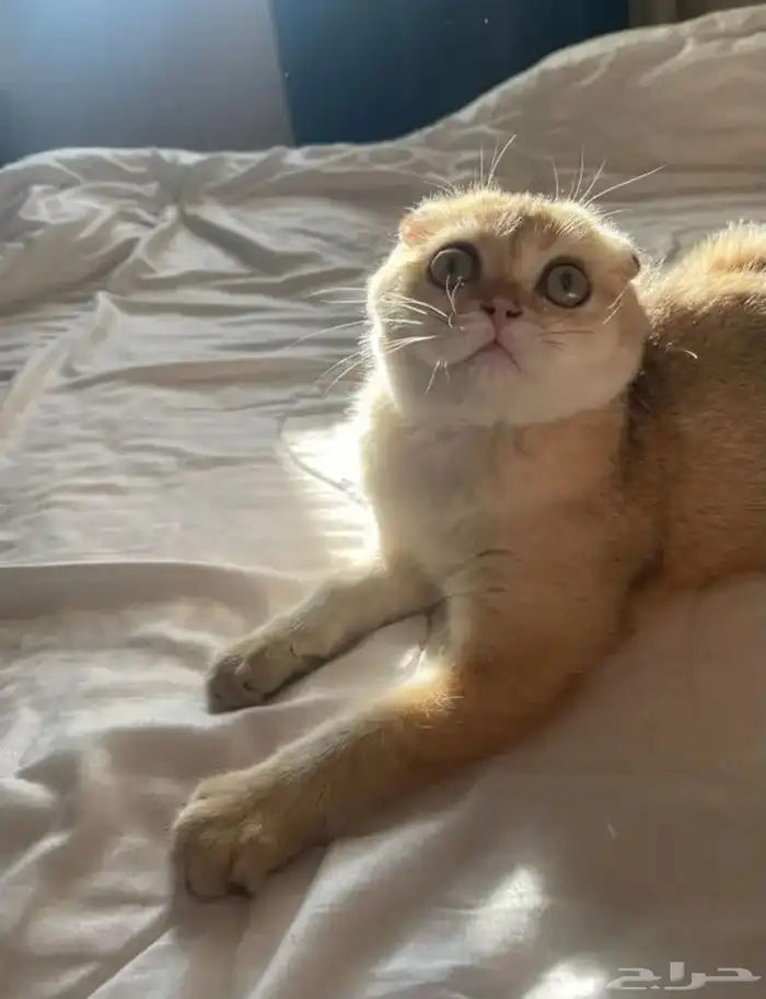 خمس قطط سكوتش بلو وقولد للبيع 1