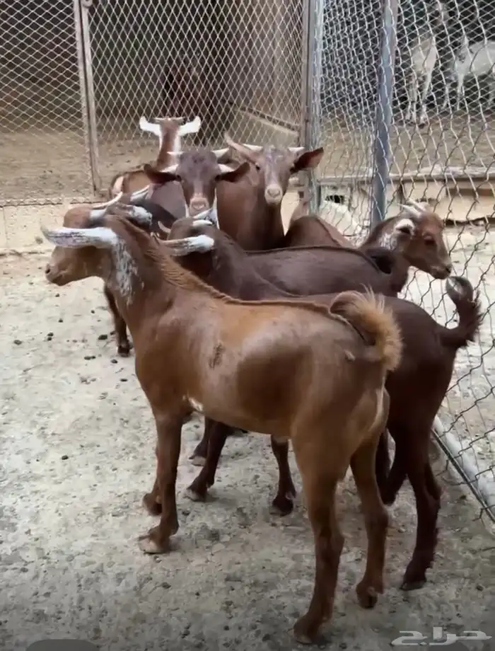 تيوس دهم ذبايح 0