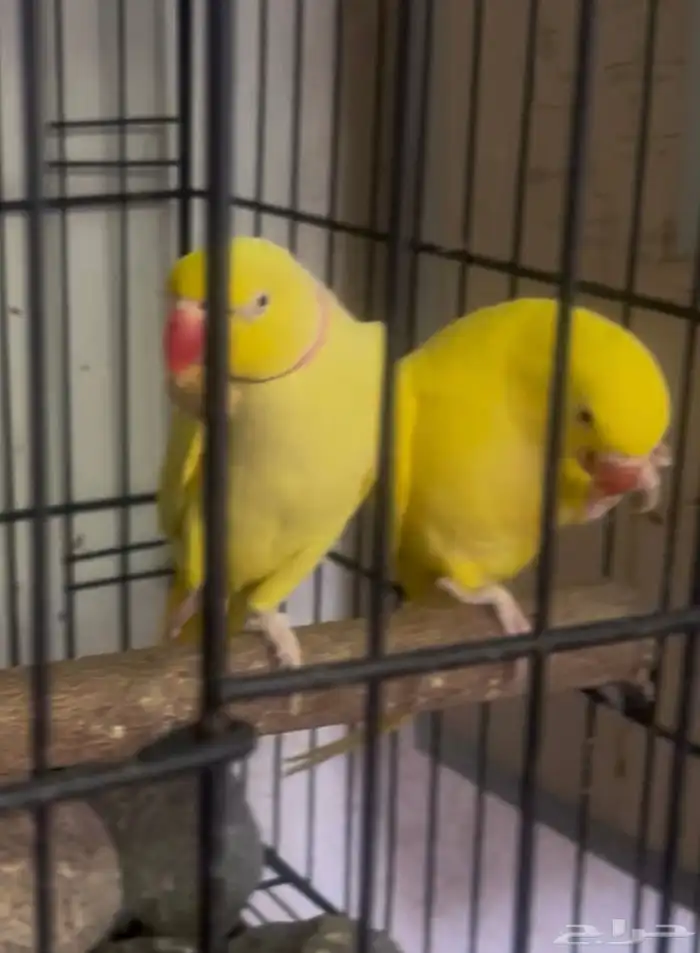 مفقود دره هولندي لاتينو 2