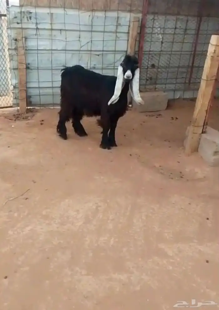 جفره عارضيه 0