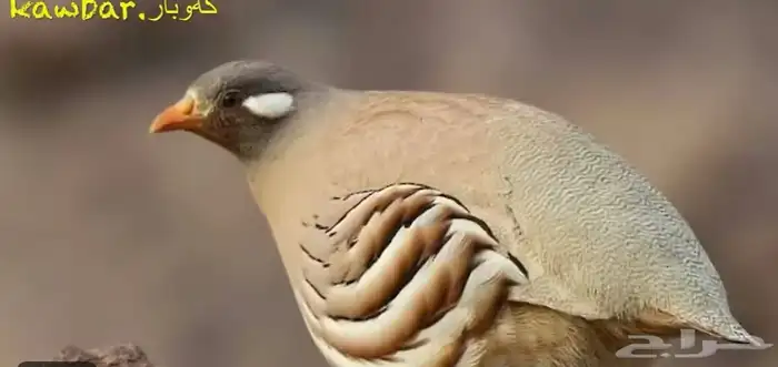 زوجين قهد عربي جبلي وحجل صفرد جبلي 1